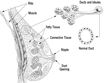 A diagram of the breast 