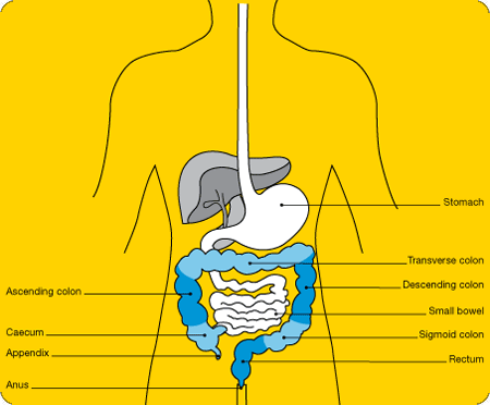 A diagram of the digestive system
