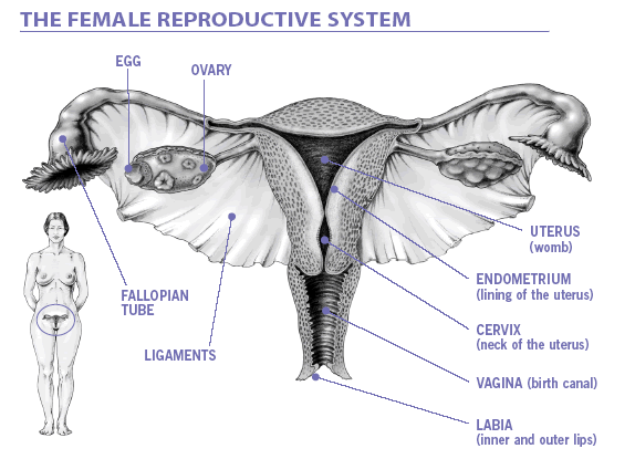 Diagram of the female reproductive system including uterus (womb)