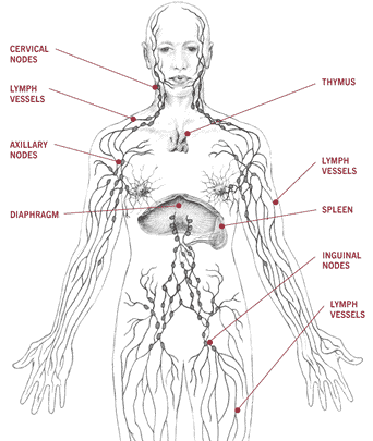 armpit lymph nodes. lymph nodes, which filter