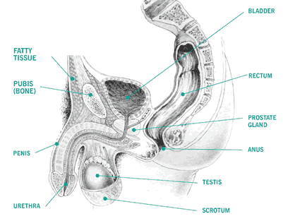 Diagram of the male reproductive system including the prostate