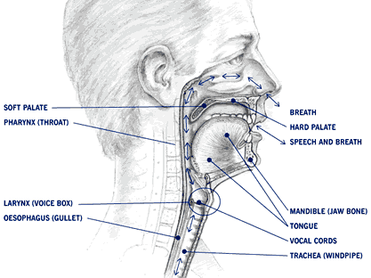 Head and Neck cancer can occur in the following locations: