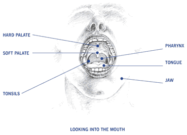 Diagram looking into the mouth