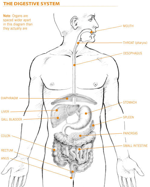 digestive system diagram. Diagram of the digestive