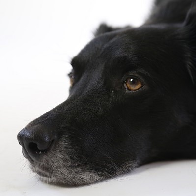 People with cancer should not have to put up with depression - the black dog - and anxiety