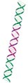 A strand of DNA