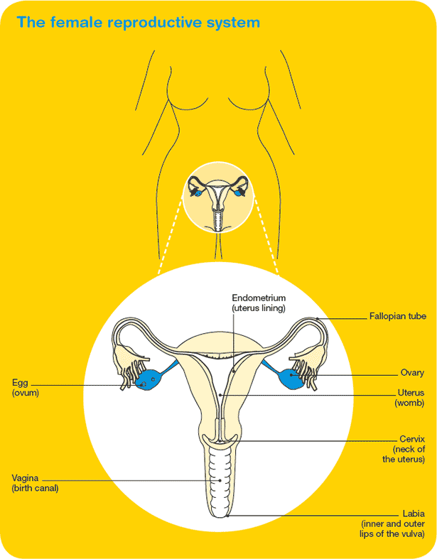 Quelle est la tumeur la plus courante du système reproducteur féminin?