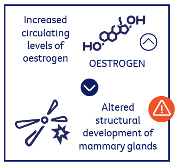 Increased circulating levels of oestrogen alters structural development of mammary glands