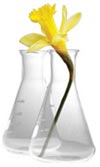 Daffodils in test tubes