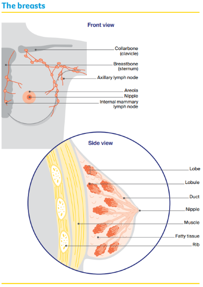 Front and side diagrams of the breasts