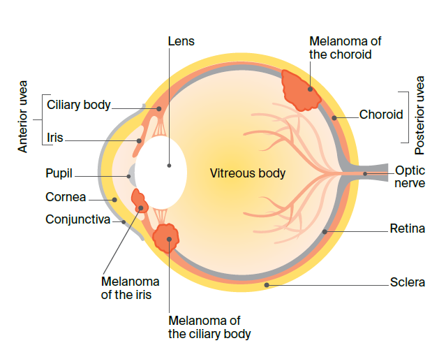 Diagram of the different parts of the eye