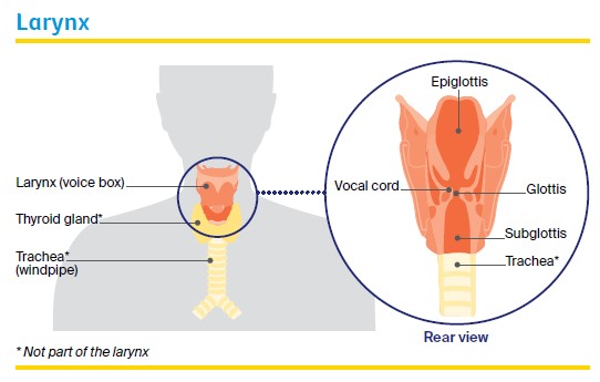 Larynx