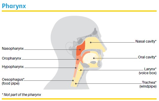 Pharynx