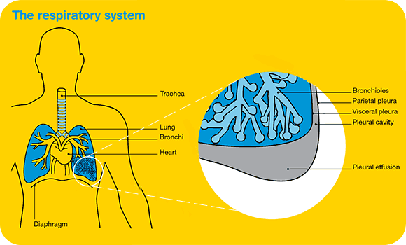 The respiratory system