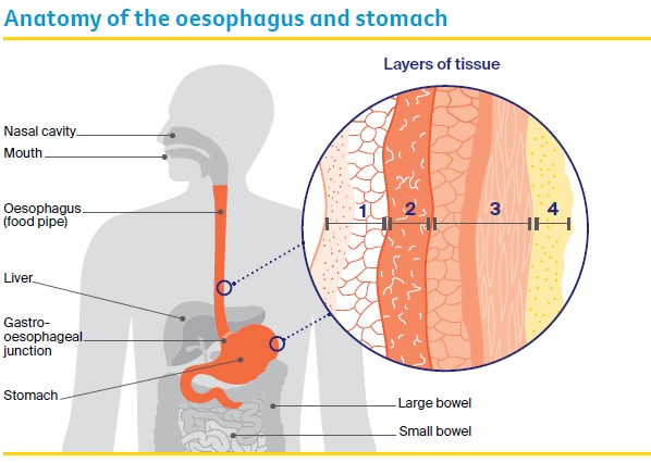 Anatomy of the oesophagus and stomach