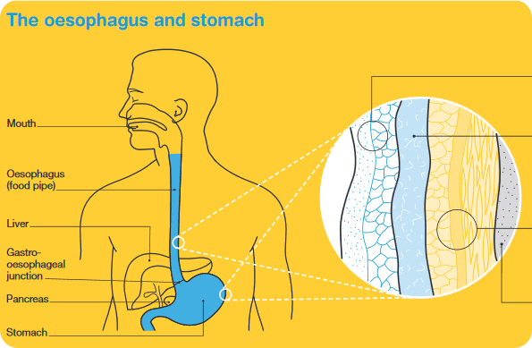 The oesophagus and stomach