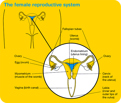 Cancer of the Uterus - Cancer Council Victoria