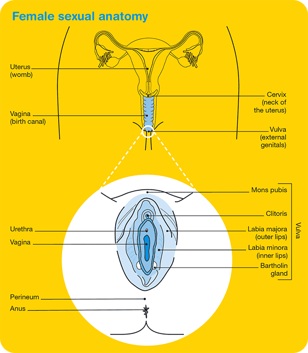 Female sexual anatomy
