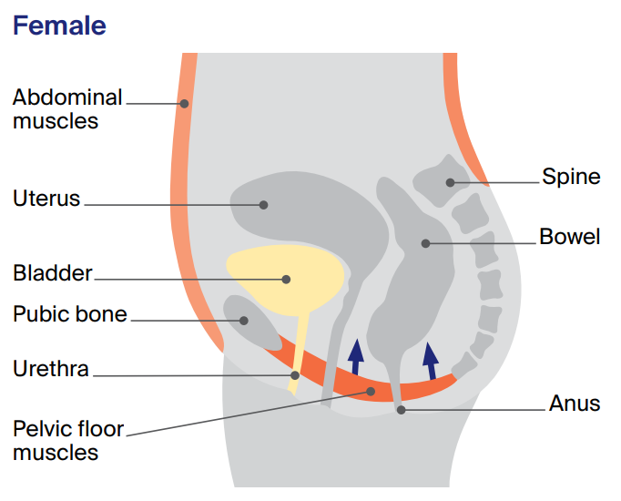 Diagram of where female pelvic floor muscles are lcoated.