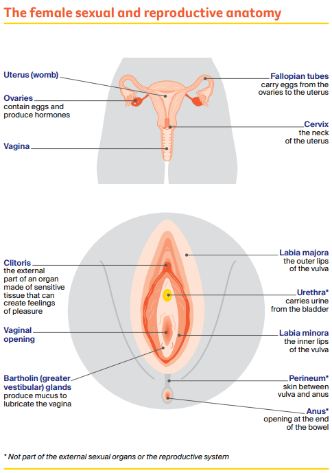 The female sexual and reproductive anatomy
