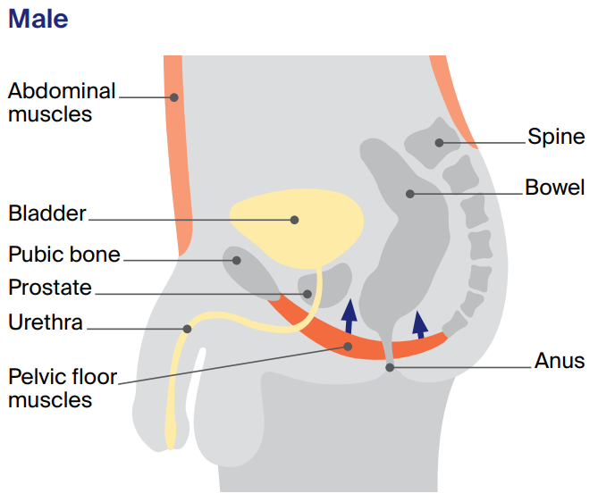 Diagram of where male pelvic floor muscles are located.