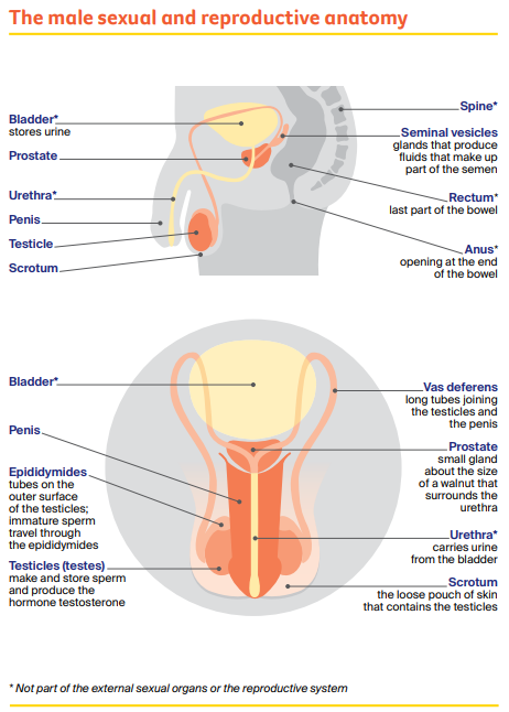 The male sexual and reproductive anatomy