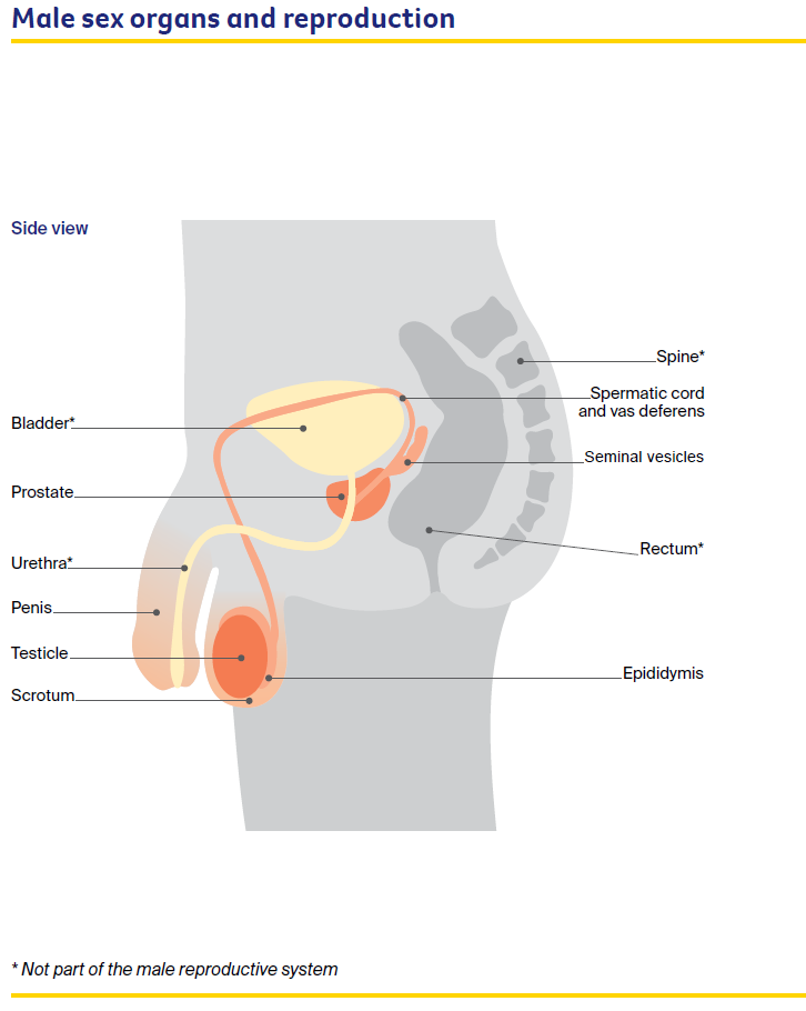 Male sex organs and reproduction