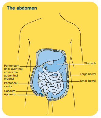 Infographic showing the different parts of the abdomen