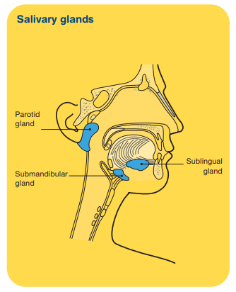 Infographic showing the parotid gland, submandibular gland and sublingual gland