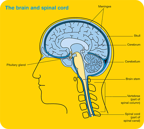 Brain tumours - Cancer Council Victoria