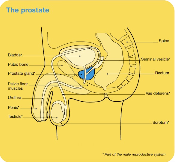 Prostatitis ülő