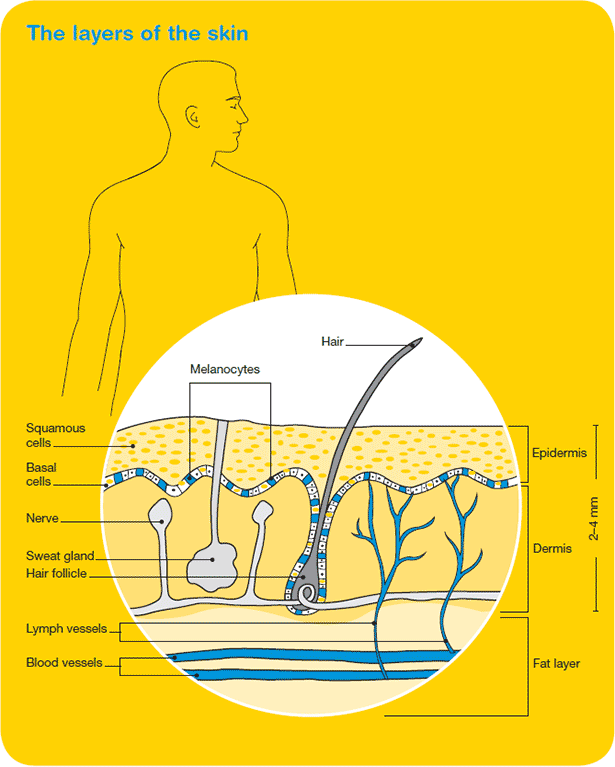 Skin Layer Chart