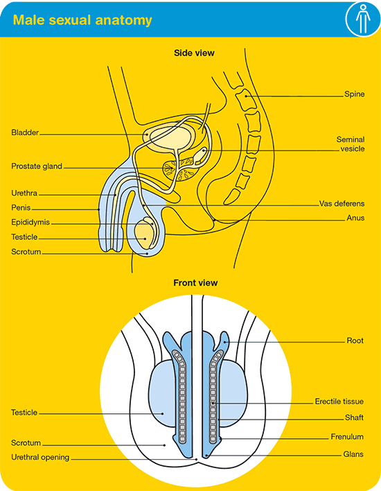 Male sexual anatomy