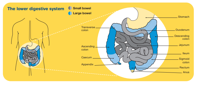 An infographic of the lower digestive system, describing the various parts.