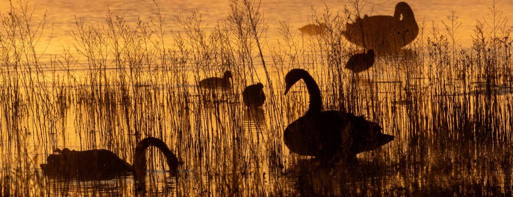 Silouhette of birds sitting on a lake