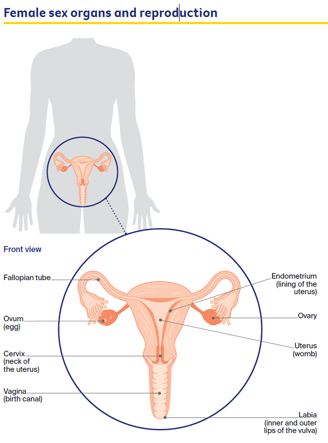 Diagram of the female sex organs