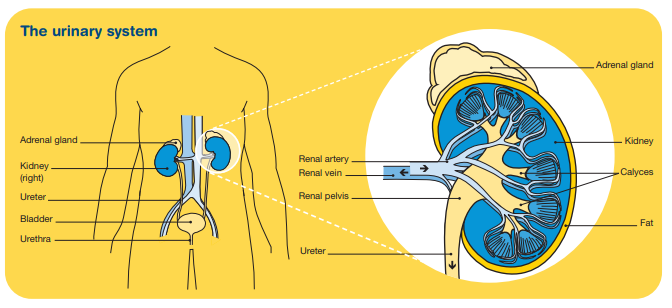 Infographic of the urinary system